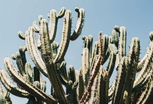 Location de voiture à Funchal