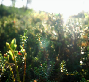 Location de voiture pas chère Aéroport de Härjedalen Sveg