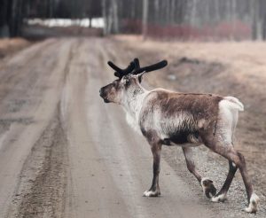 Location de voiture à Lycksele