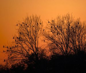 Location de voiture à Trévise