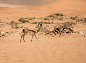 Location voitures low cost en Namibie