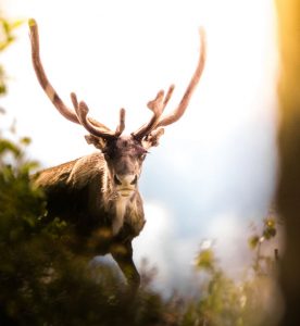 Location de voiture à Gällivare