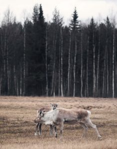 Location de voiture Aéroport de Lycksele